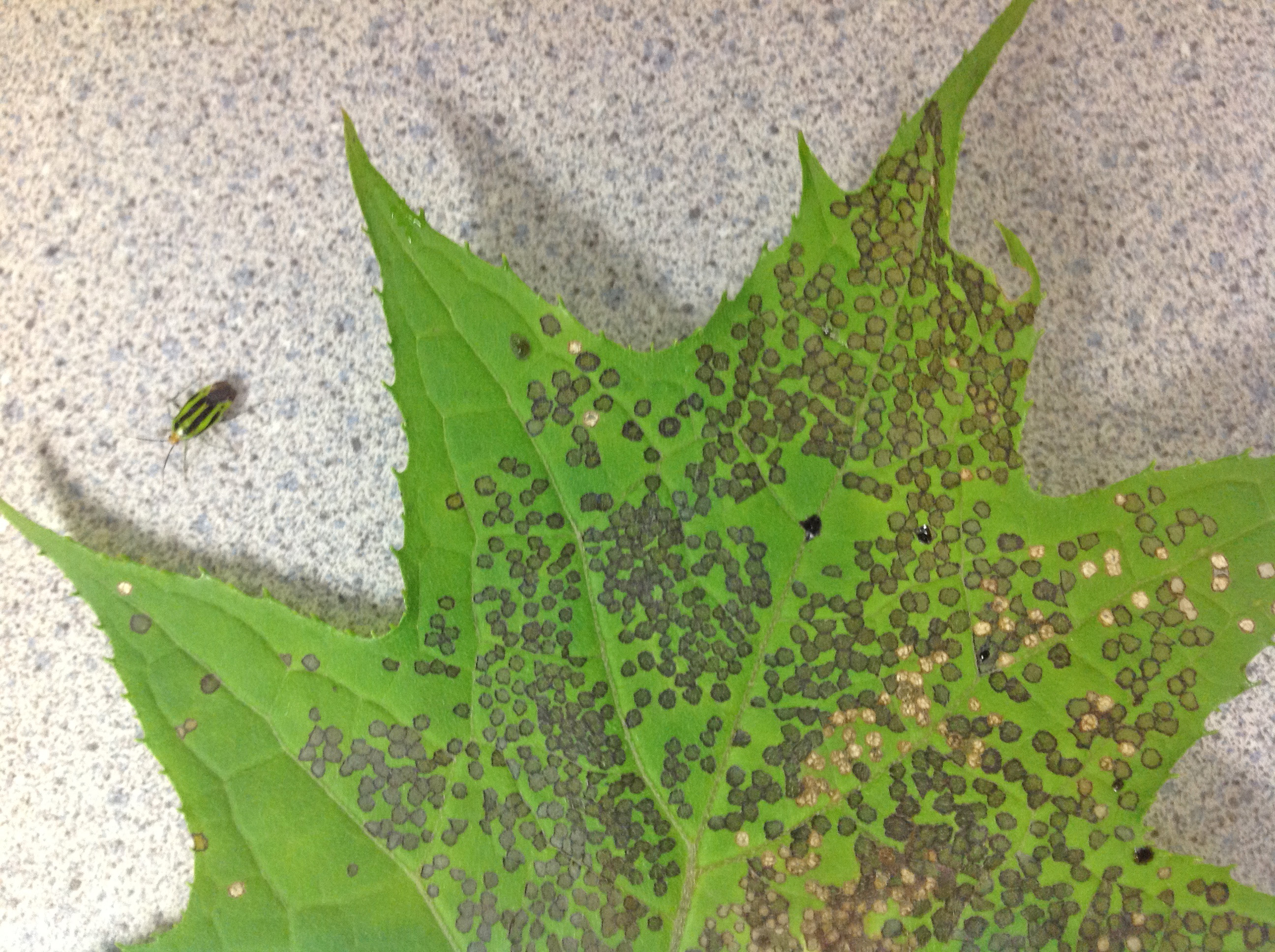 Fourlined plant bug damage on maple
